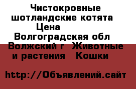 Чистокровные шотландские котята › Цена ­ 4 000 - Волгоградская обл., Волжский г. Животные и растения » Кошки   